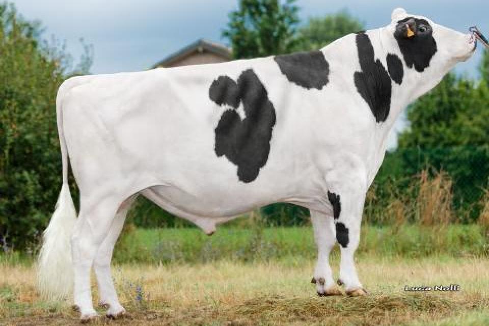 Vantaggi e valore dei tori genomici nella selezione genetica