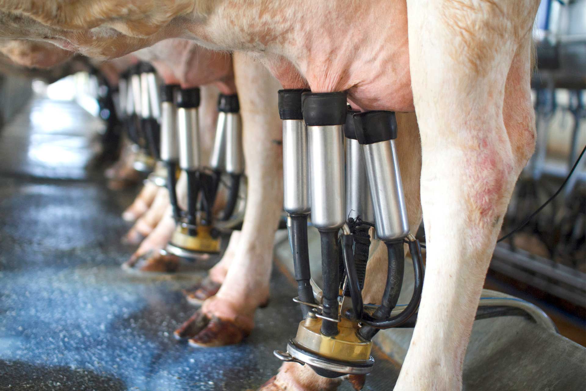 Sono meglio i tori italiani o i tori esteri?