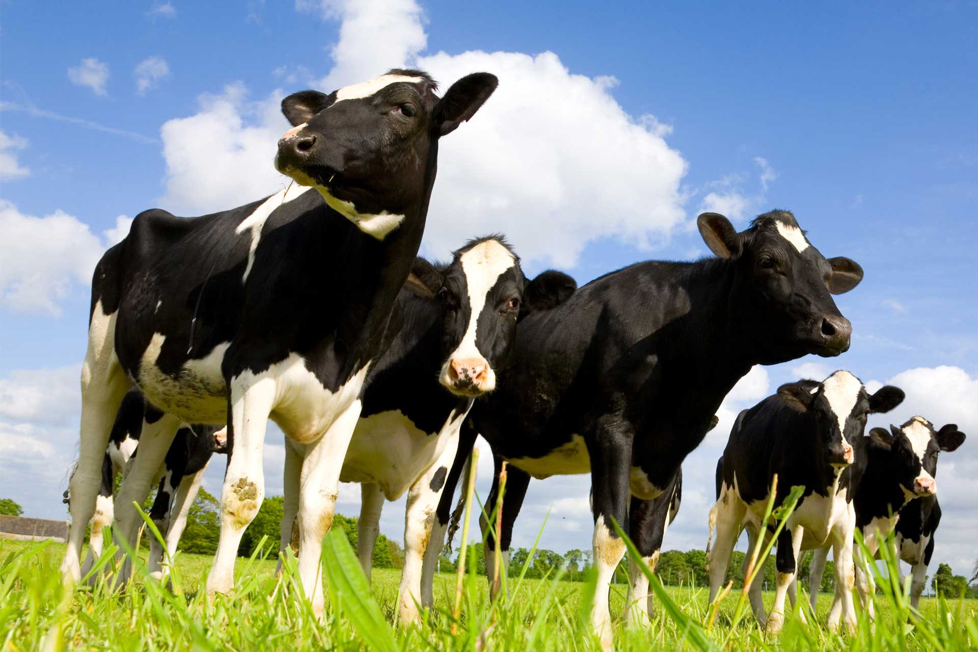 Come selezionare una mandria sana e produttiva