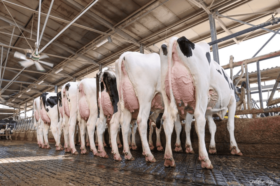 Tori Provati di INSEME Genetics per allevamenti: eccellenza in equilibrio, prestazioni e sostenibilità