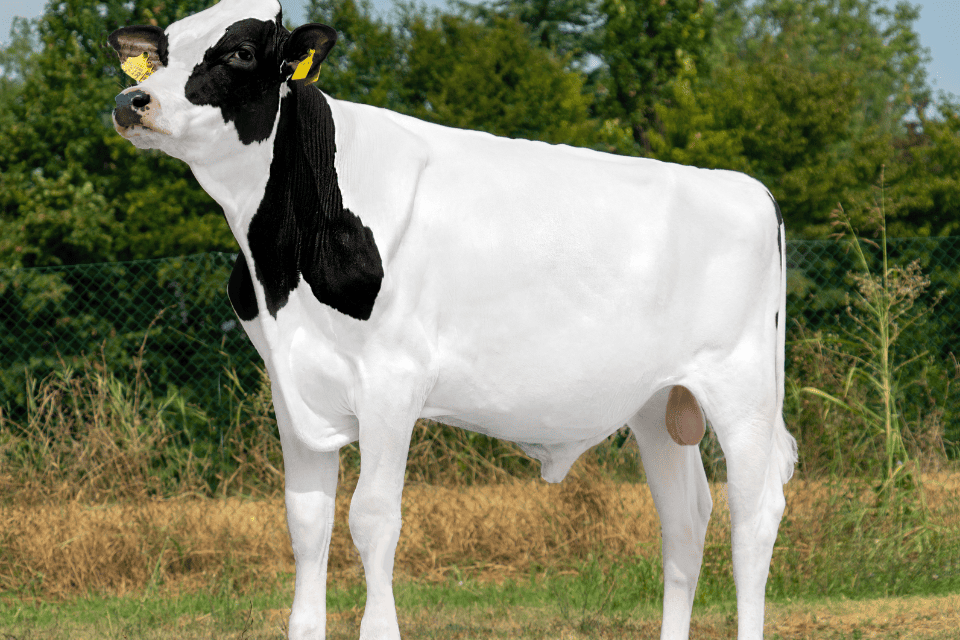 DG SEPTIMUS: Un Toro Progettato per il Successo