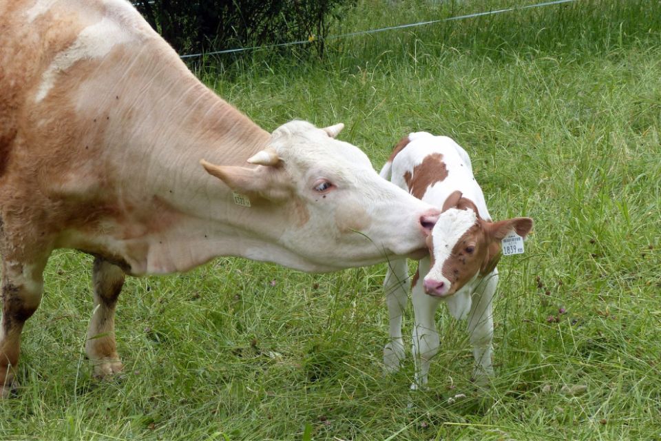 Guida all’indicatore di fertilità dei tori