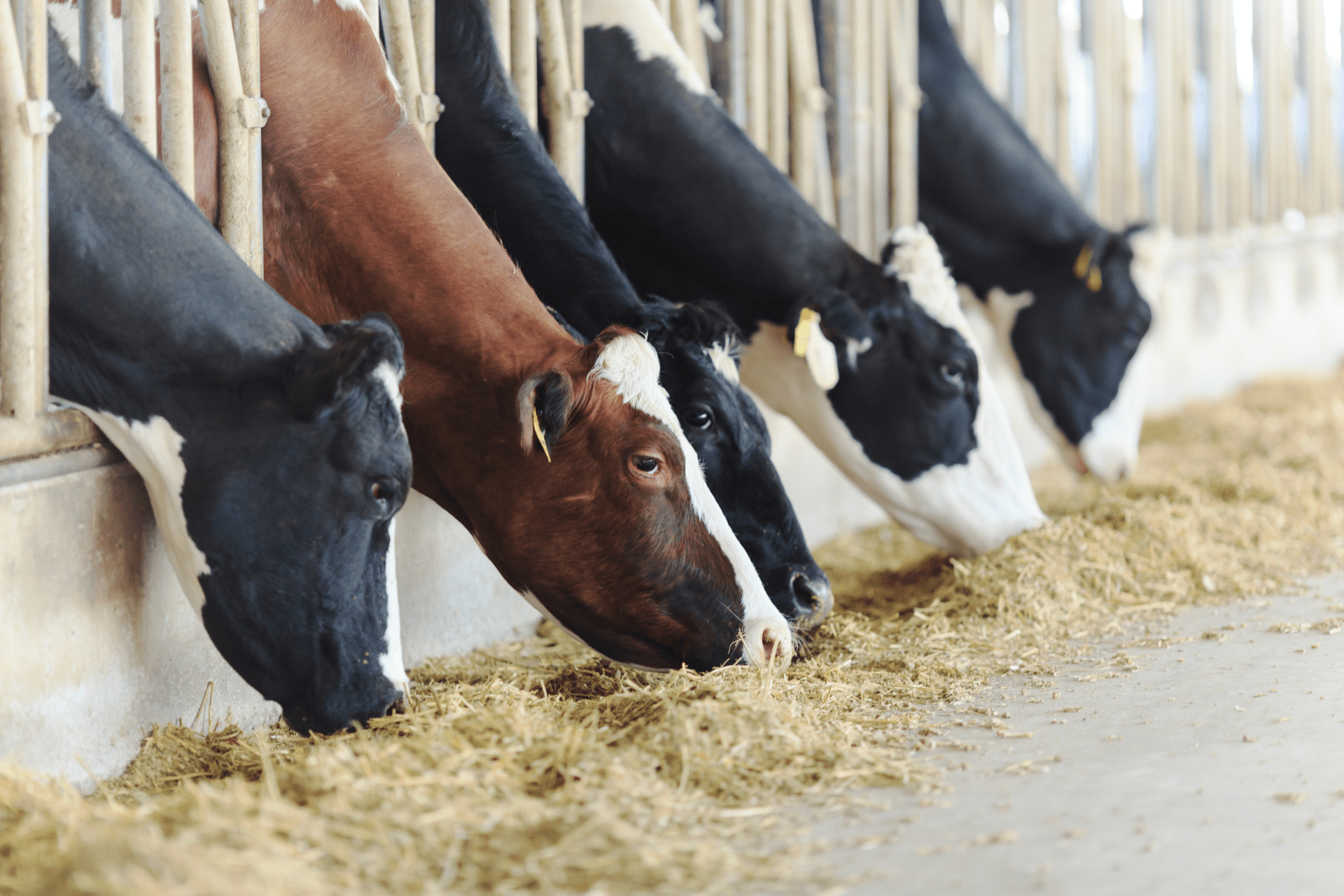 Nuovi indici genetici 2025: tra sfide ed opportunità